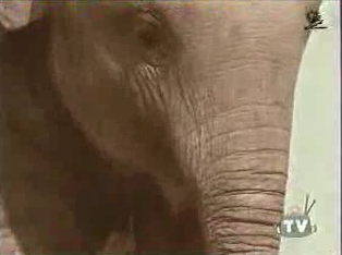 B*tch-Slapped By An Elephant